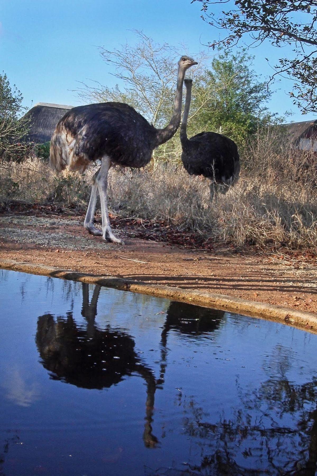 Normann Safari Bush Lodge Phalaborwa Exteriér fotografie